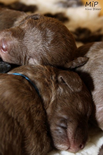 2011-05-07 Puppies Candy & Svet (50).jpg